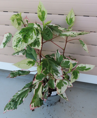 Hibiscus rosa sinensis