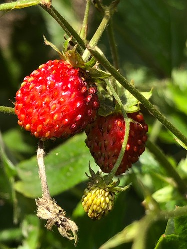 Ableger walderdbeeren - ableger,