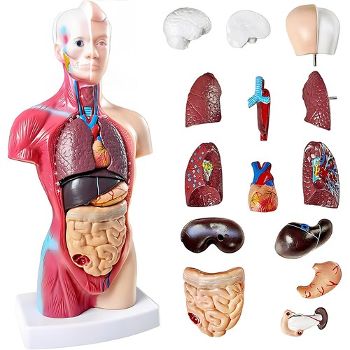 Medizinisches anatomie - medizinisches,