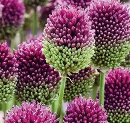 Samen kugellauch allium - 30,