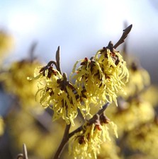 Schwefelgelbe Zaubernuß