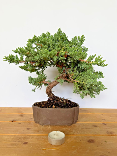 Bonsai wacholder juniperus - bonsai,