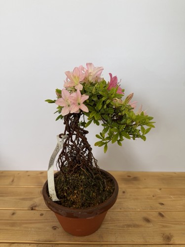 Bonsai azalee satsuki 4861 - azalee,