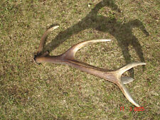 Abwurfstange 0,9 kg,Hirschgeweih,Rotwild,Rehbock,Gehörn,Jagdtrophäe,Geweih,Jagd