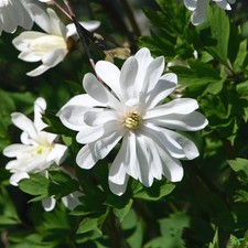 Magnolia stellata