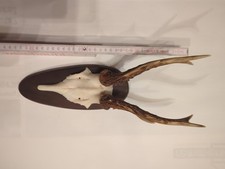 1 Stück Rehgeweihe Gold