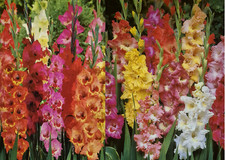 50 Premium Gladiolen Mischung