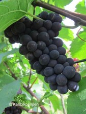 Vitis 'Mika' - blaue Weinrebe - winterharte bis -40°C Pflanze 30-50cm - Rotwein