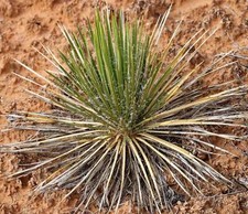 Yucca harrimaniae 10-15cm -