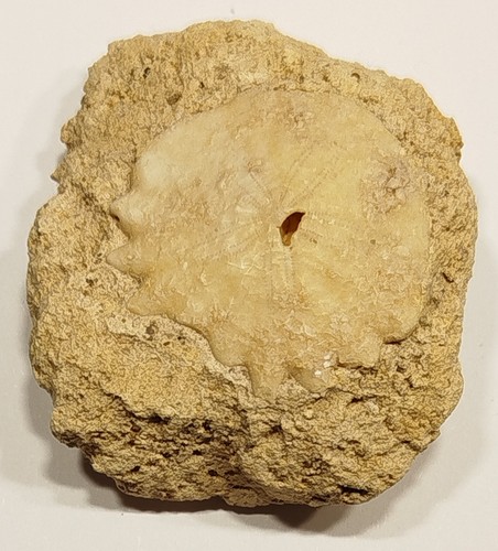 Seeigel sanddollar aus - seeigel,