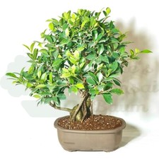 BONSAI Chinesische Feige 'Ficus Retusa' inkl. Schale. Indoor
