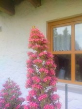 Herbst-Sonderpreis  für 2  Jungpflanzen Teide Riesen Natternkopf 