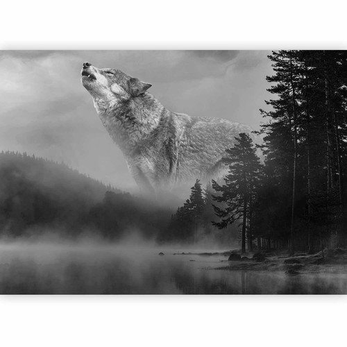 Wolf natur landschaft - wolf,