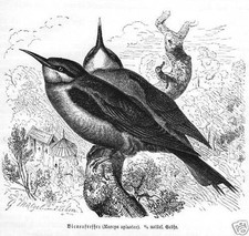 Bienenfresser Merops apiaster Holzstich 1891 Vogel Holzstich 1891 Ornithologie