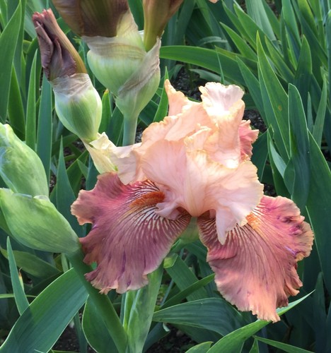 Schwertlilie iris bartiris - schwertlilie,,
