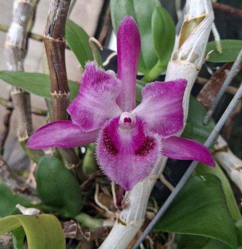 Dendrobium parishii petals - dendrobium,