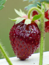  Erdbeerpflanzen. Erdbeerenset