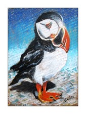 Papageientaucher Grönland Island Schottland Kunstdruck Volker Welz auf AIDA luna