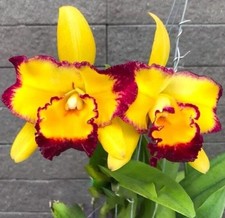 Thailand duft orchidee - duft,