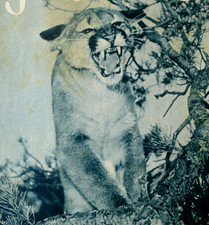 1959 Zeitschrift Tierfreund alt TOP Vintage Magazin Heft Rar gut Umwelt Sammler