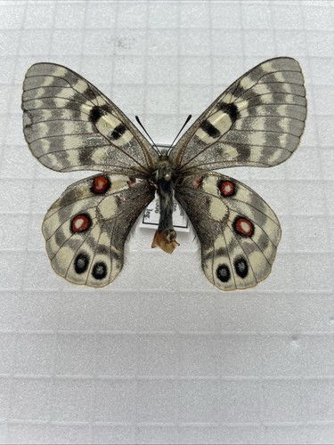 Entomologie*Parnassius