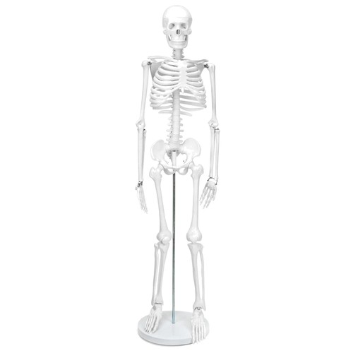Skelett modell 85cm - skelett,