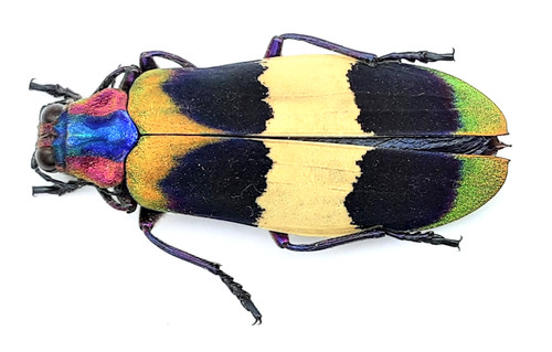 Buprestidae chrysochroa - buprestidae,,