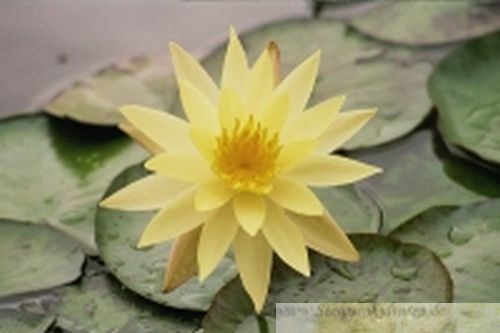 Halbzwerg seerose nymphaea - halbzwerg-seerose,