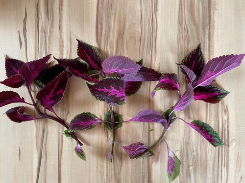 Buntnessel coleus pflanze - pflanze,