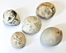 Seeigel Fossilien 5
