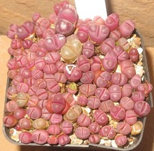 Ca. 90 Lithops optica Rubra