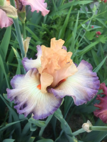 Schwertlilie iris bartiris - iris,,