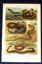 GIFTSCHLANGEN Klapperschlange