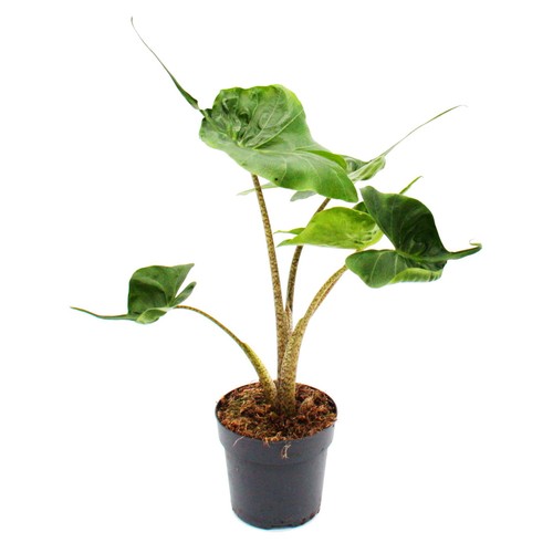 Alocasia macrorrhiza stingray - macrorrhiza,
