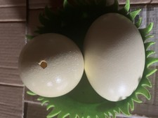 Nandu-Eier / Ostereier / Deko