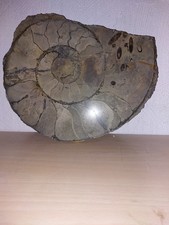 Ammonit,.  Lytoceras 310 mm Lias g3, Weißenburg  MFr Bayern ,    eine  Hälfte  