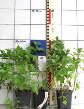 Mentha spicata v. Crispa