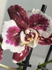 Orchidee Phalaenopsis