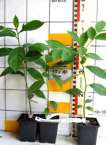 Diospyros japonica - ,
