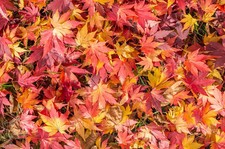 Acer japonicum 'Indian Summer'
