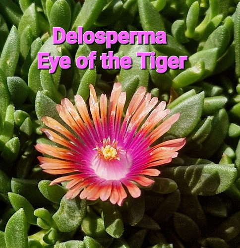 Delosperma eye the - delosperma, tiger