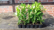 75 Kirschlorbeer  Novita 20 - 30 cm für Hecke in top Qualität
