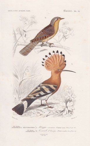 Wiedehopf upupa epops jynx - wiedehopf,