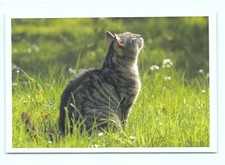 1 AK Katze 14' - NEU !!! #