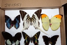 Echte Schmetterlinge 6 tropische Falter Asien,Afrika,Südam.   #251551