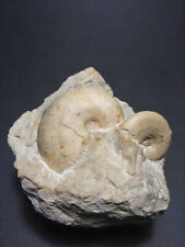 Ammonit Glochiceras sp