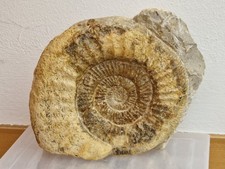 Ammonit perisphinctes cm - 18,