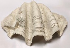 Tridacna Deko Muschel von Back