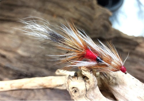 Gilchrist fliegen x raccoon - x,