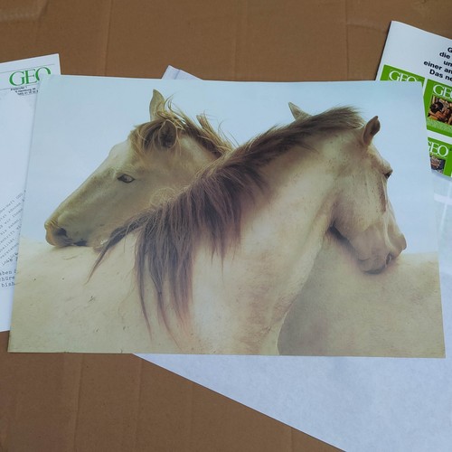 Poster schimmel pferde - poster,